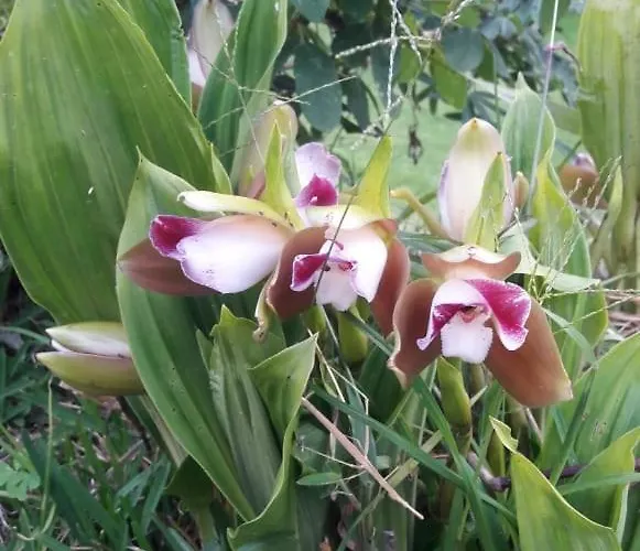 Lia Lucmabamba * Sahuayaco
