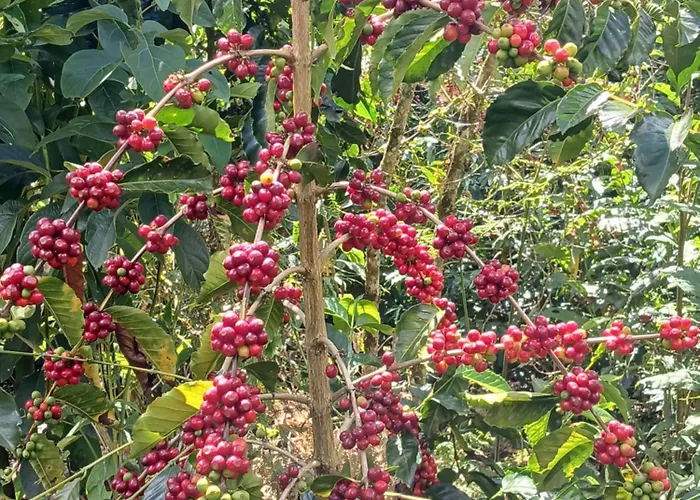 Lia Lucmabamba Sahuayaco