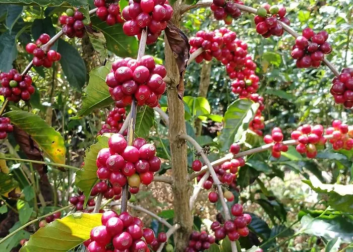 Lia Lucmabamba * Sahuayaco